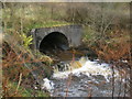 Tinker Brook as it emerges from a culvert