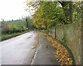 Wet leaves littering pavement