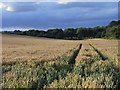 Farmland, Old Alresford