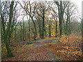 Castle Clough Wood