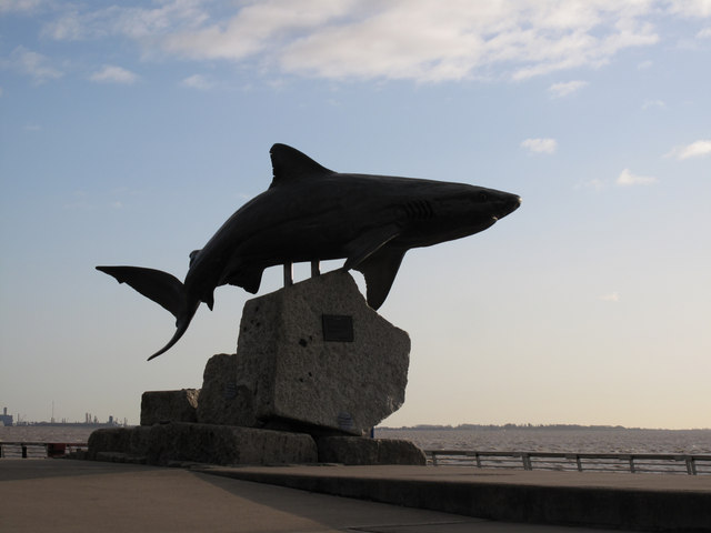 The Deep's Grey Reef Shark sculpture