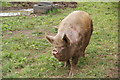 TM4064 : A pig at Maple Farm by Bill Boaden