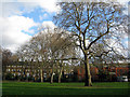 Plane trees in Bethnal Green Gardens