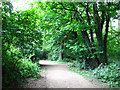 A woodland walk in the General Cemetery