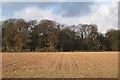 Thickthorn Wood, harrowed field and gulls