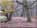 North edge of Glasshouse Wood with BMX jump