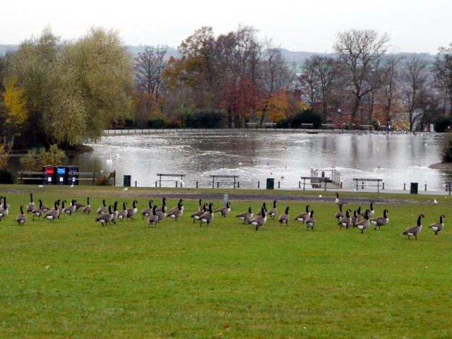 Geese, Saltwell Park