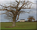 Gnarled tree and field towards Manor Farm