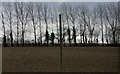 Line of trees across the top of a field