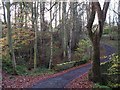 Bridge over Threepwood Burn in Dinnetley Wood