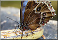 Blue Morpho Butterfly, Stratford Butterfly Park