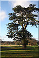 Magnificent tree at Euston