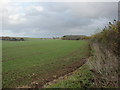 2009 : Field of autumn sown wheat