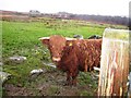 Cattle in a muddy field near Foul Green