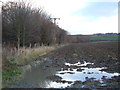 Muddy Field and Hedgerow