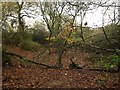 Dry pond near East Lydeard