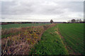 Hedgerow along Hurstford Lane