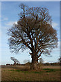 TM1736 : Field and large tree (2) by Andrew Hill