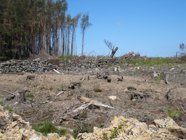 Deforestation of Guisborough Woods