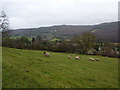 Sheep grazing in Grindleford