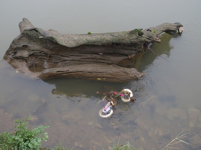Tree and bike, River Teign