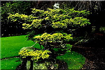 N7311 : Kildare - Japanese Gardens by Suzanne Mischyshyn
