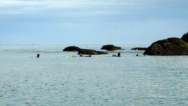 Swimming with Seals, Eastern Isles, Scilly