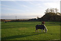 Horses by the Saxon Shore Way