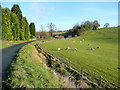 Sheep pasture by Wellington