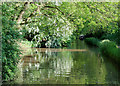 Shropshire Union Canal approaching Tyrley Locks, Staffordshire