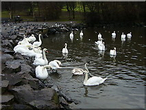 NT2773 : Swans at St. Margaret's Loch by kim traynor