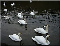NT2773 : Swans on St. Margaret's Loch by kim traynor