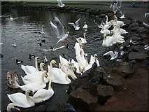 NT2773 : Seagulls, swans, ducks and pigeons at St. Margaret's Loch by kim traynor