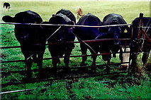 N1336 : Castledaly Manor - Cattle grazing nearby. by Joseph Mischyshyn