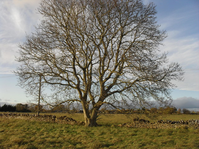 Field boundary and tree