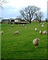 Sheep graze south of Sunningdale Farm