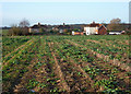 Field towards Woodview Cottages