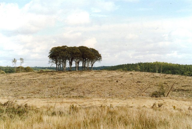 The clump of beech trees on ‘Flagpole Hill’ in Dartrey Forest