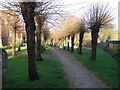 Pollarded trees in the church yard