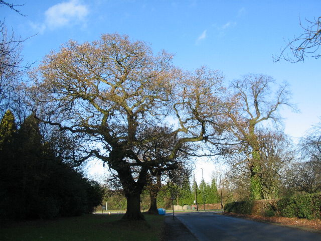 Oaks, Cannon Hill Road