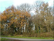 SP4886 : Small copse on the edge of Penn Lane by Pauline W