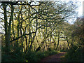 Footpath among trees