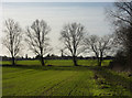 Fields by Layer Brook