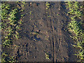 Cycle tracks in the mud