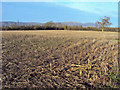 Sweetcorn stubble at Brotheridge Green