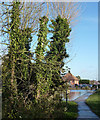 Ivy clad trees near Grove Lake