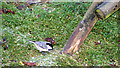 A Coal Tit at Advie Manse