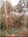 Talbot Woods: looking down on a bench in Pug?s Hole