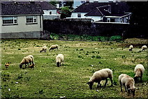 S0740 : Cashel - Grazing sheep near Rock of Cashel by Joseph Mischyshyn