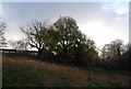 Trees, Mote Park